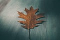 Oak tree leaf on wooden rustic background. Old grunge wood with oak leaves as background. Royalty Free Stock Photo