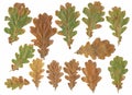 Oak tree leafs Royalty Free Stock Photo