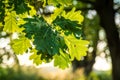 Oak tree leafs on the forest Royalty Free Stock Photo