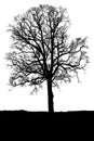 Oak tree without leaves Royalty Free Stock Photo