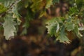 Oak branch with green leaves and acorns on a sunny day. Oak tree in autumn. Blurred leaf frame background. Closeup. Royalty Free Stock Photo