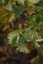 Oak branch with green leaves and acorns on a sunny day. Oak tree in autumn. Blurred leaf frame background. Closeup. Royalty Free Stock Photo