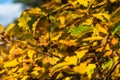 Oak tree leaves - beatiful color in autumn