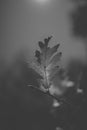 Oak tree leaves in black and white. Silhouette of oak leaf in sunlight with sky background. Royalty Free Stock Photo