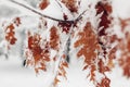 Oak tree leaves covered with snow and hoarfrost on winter day. Frozen brown branches covered with ice in park Royalty Free Stock Photo