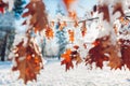 Oak tree leaves covered with snow on sunny winter day. Frozen brown branches grow in park Royalty Free Stock Photo