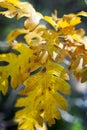 Oak Tree Leaves Displaying Their Fall Color