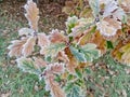 Oak tree leaves covered with hoar frost above grass.