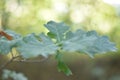 Oak tree leaves Royalty Free Stock Photo