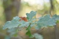 Oak tree leaves Royalty Free Stock Photo
