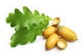 Oak tree leaves isolated Royalty Free Stock Photo