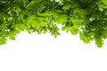 Oak tree leaves isolated Royalty Free Stock Photo