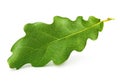 Oak tree leaves isolated Royalty Free Stock Photo