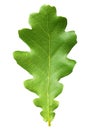 Oak tree leaves isolated Royalty Free Stock Photo
