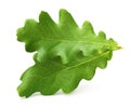 Oak tree leaves isolated Royalty Free Stock Photo
