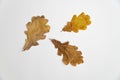 Oak tree leaves isolated on white background Royalty Free Stock Photo