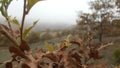 Oak tree leaves and misty hills.