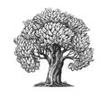 Oak tree with leaves sketch. Nature concept vintage vector illustration