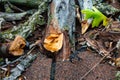 Oak Tree Limb Storm Damage Through A Roof Royalty Free Stock Photo