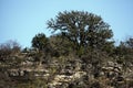 Oak Tree On Limestone Cliff In Central Texas