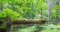 Oak tree log hanging over ground in summer