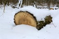 oak tree log under snow