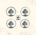 Oak Tree Logo Vector Design Royalty Free Stock Photo
