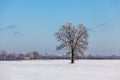 Oak tree Royalty Free Stock Photo