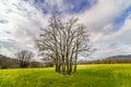 Oak tree with many trunks and bare branches in green field with yellow flowers and cloudy sky. Madrid Royalty Free Stock Photo
