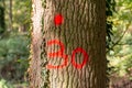 Oak tree marked with red paint to cut
