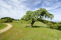 Oak tree in meadow Royalty Free Stock Photo