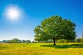 Oak tree in a meadow Royalty Free Stock Photo