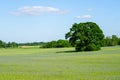 An oak tree in the middle of a cereal field with many cornflowers against a background of blue sky Royalty Free Stock Photo