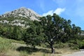 Oak Tree in National Park Pollino in Calabria Italy