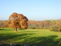 Oak tree near forest in autumn, Lithuania Royalty Free Stock Photo