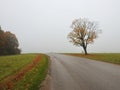 Oak tree near road, Lithuania Royalty Free Stock Photo