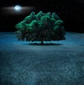 Oak tree at night