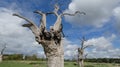Oak Tree Dryads ancient petrified forest enjoying a cloudy day in English Countryside.