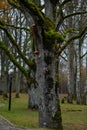 An oak tree overgrown with grassy moss on a sunny autumn day in a park with a paved walkway