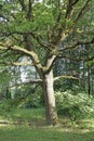 Oak tree in the park in summer. A beautiful mighty tree. Royalty Free Stock Photo