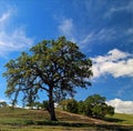 Oak Tree in Paso Robles Wine Country Scenery Royalty Free Stock Photo