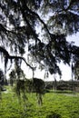 Oak Tree at Paynes Prairie State Park