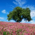 Oak tree and pink flowers Royalty Free Stock Photo