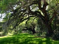 Oak tree at a plantation in Charleston, South Carolina Royalty Free Stock Photo