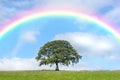 Oak Tree and Rainbow Beauty Royalty Free Stock Photo