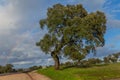 Oak tree and a rainbow Royalty Free Stock Photo