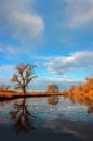 Oak Tree Reflection Royalty Free Stock Photo