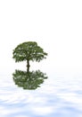 Oak Tree Reflection Royalty Free Stock Photo