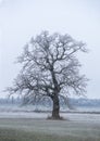 Oak tree with rime frost