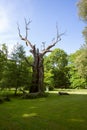 oak tree in Rogalin